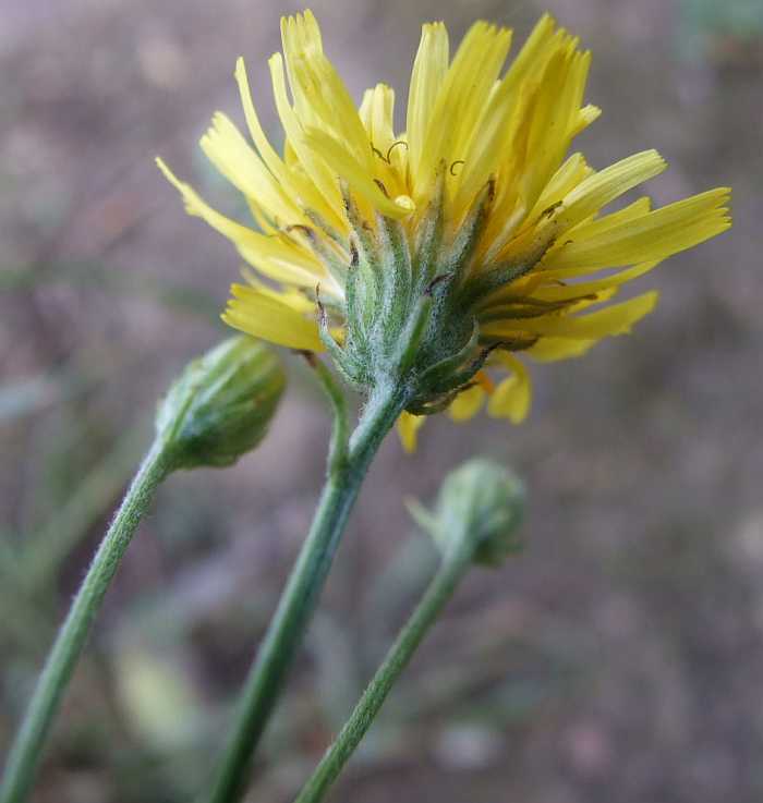 Asteraceae7