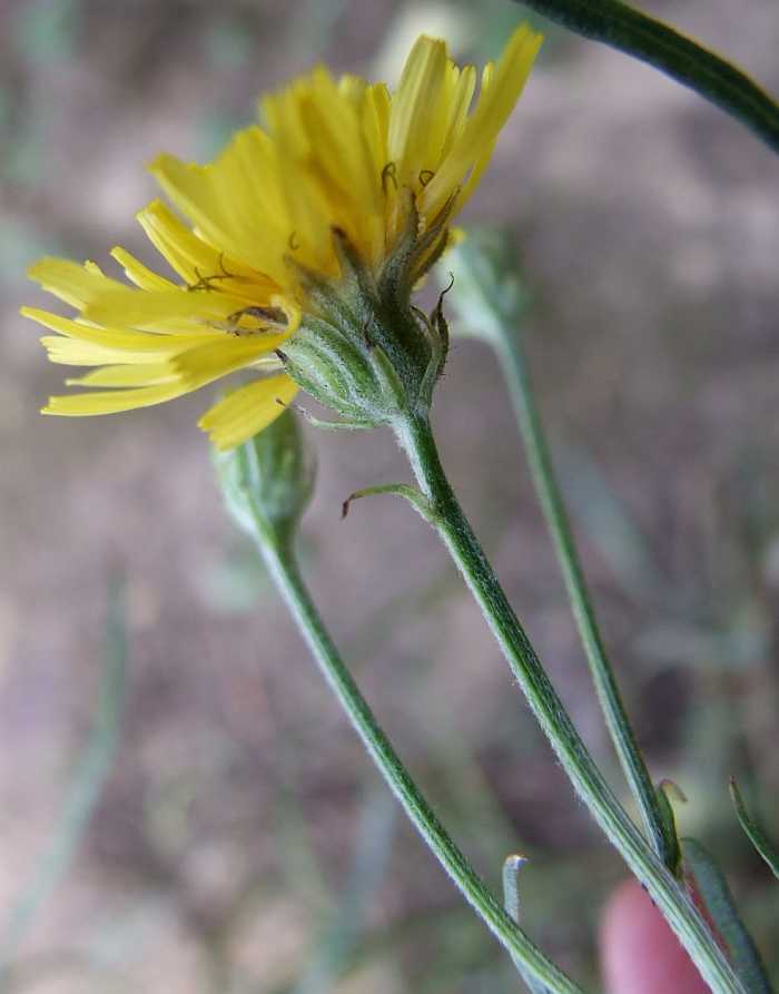 Asteraceae8