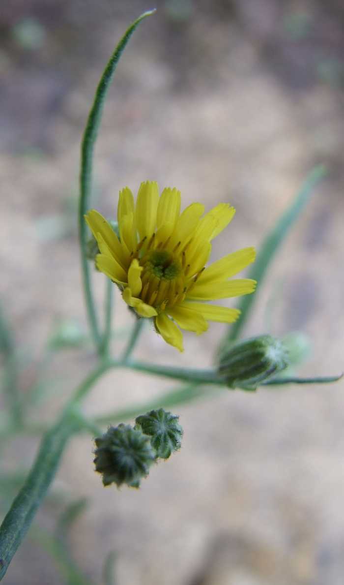 Asteraceae9