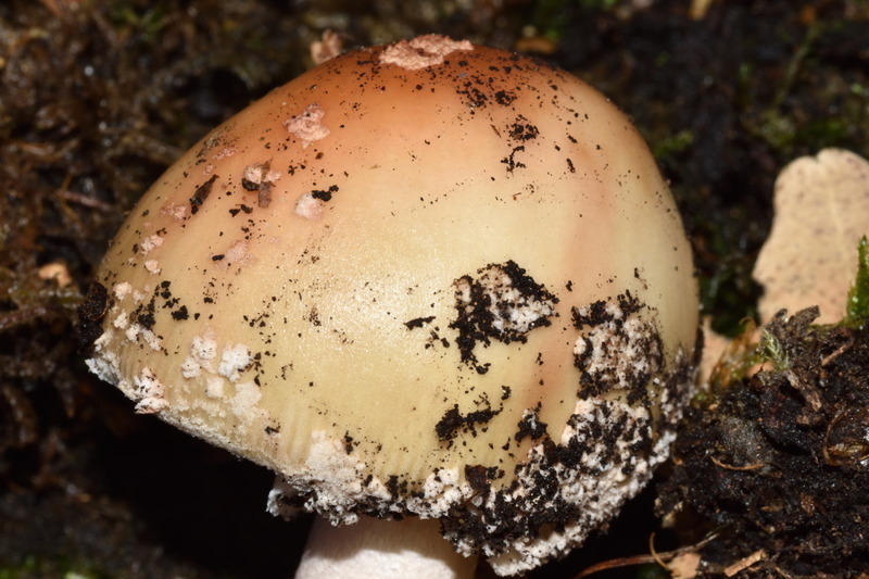 Amanita 02