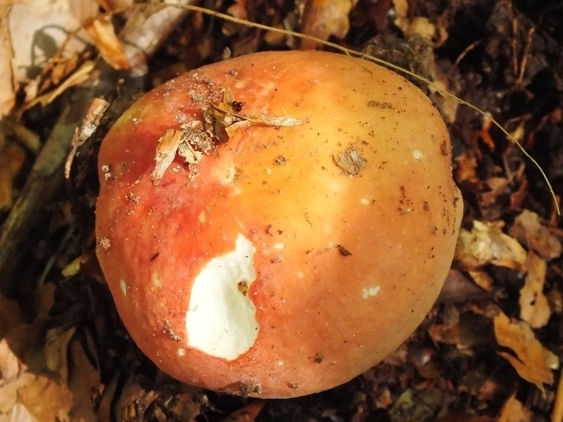 Russula 7-2