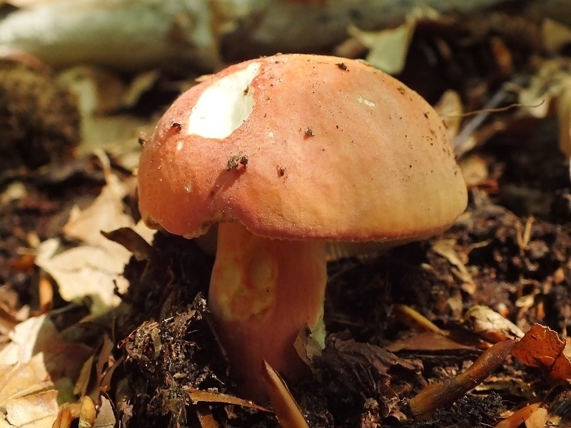 Russula 7-3