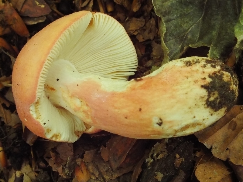 Russula 7-4