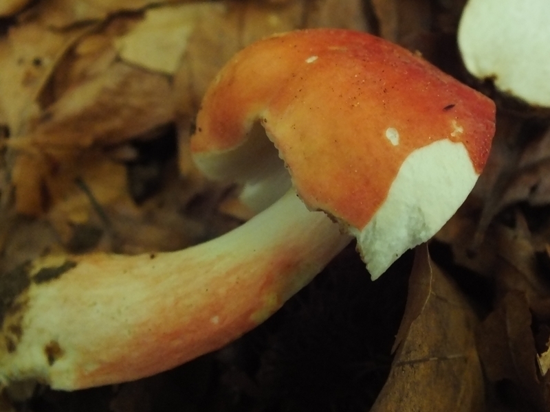 Russula 7-6