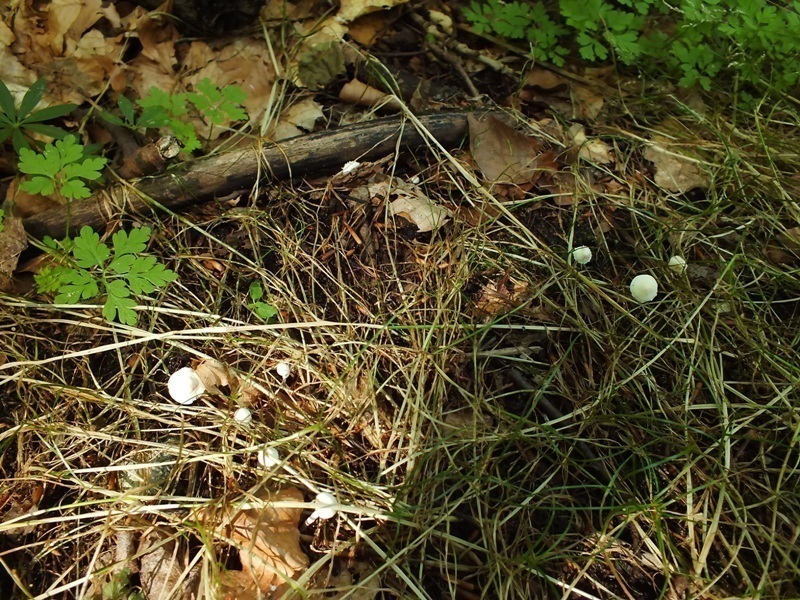 Cystolepiota2