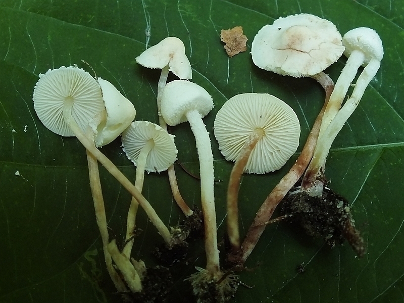 Cystolepiota3