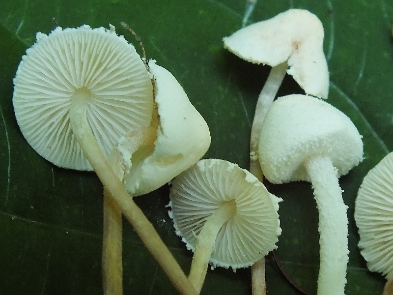 Cystolepiota4