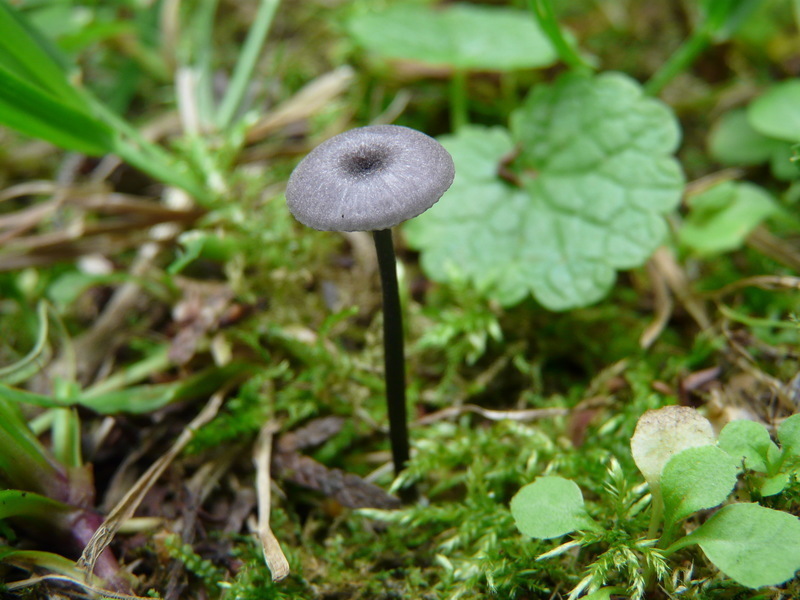 Entoloma incarnatofuscescens?