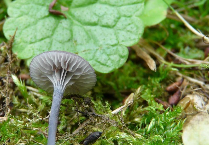 Entoloma incarnatofuscescens?