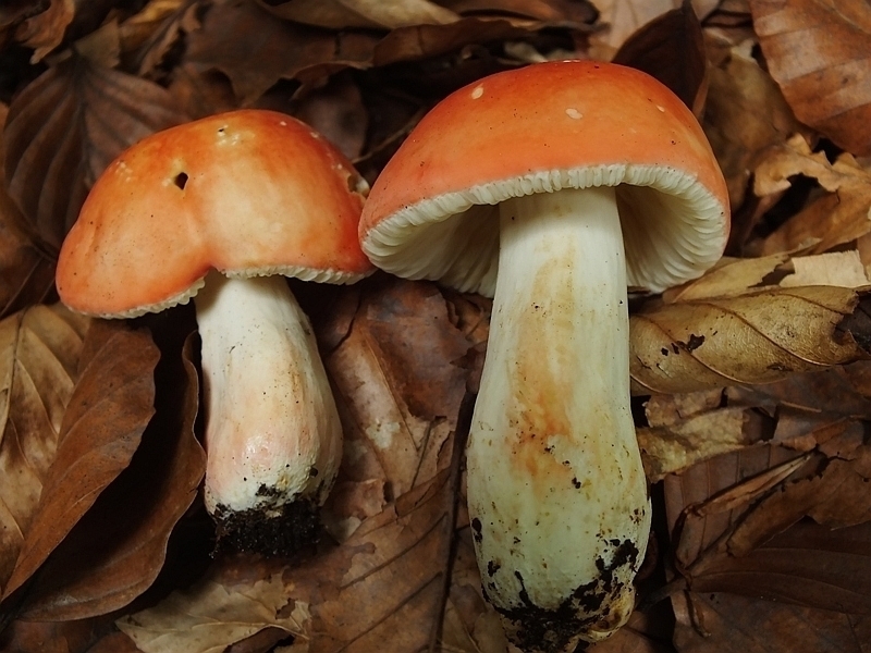 Russula 9-2