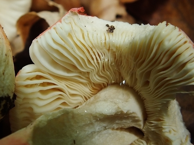 Russula 9-3