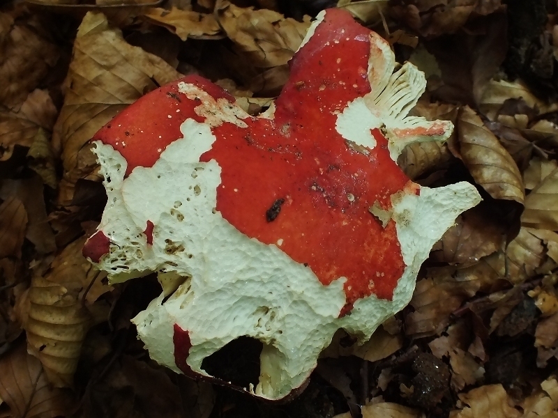 Russula 10-2