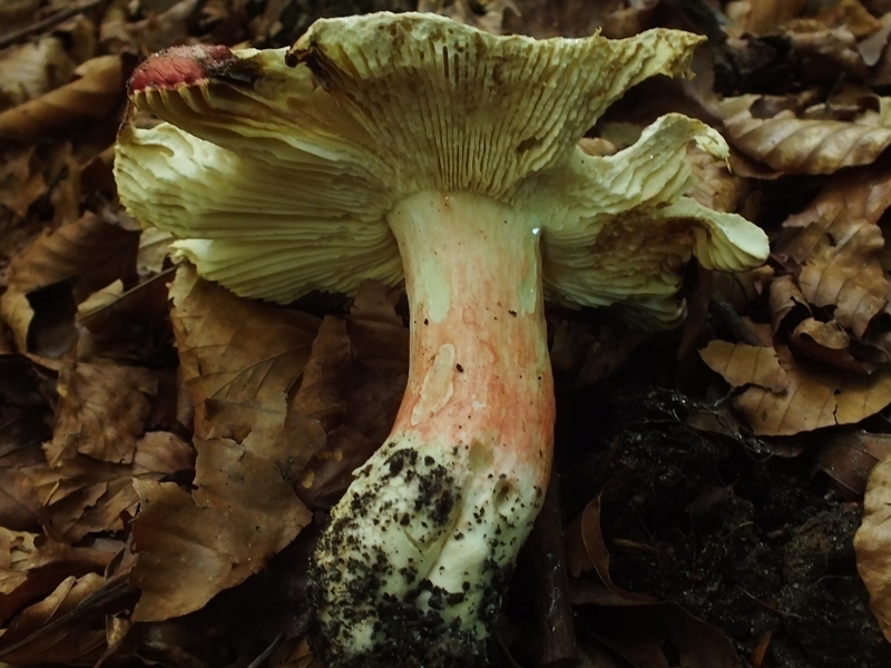 Russula 10-3