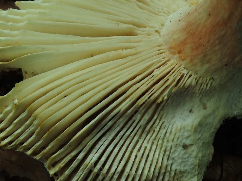 Russula 10-4