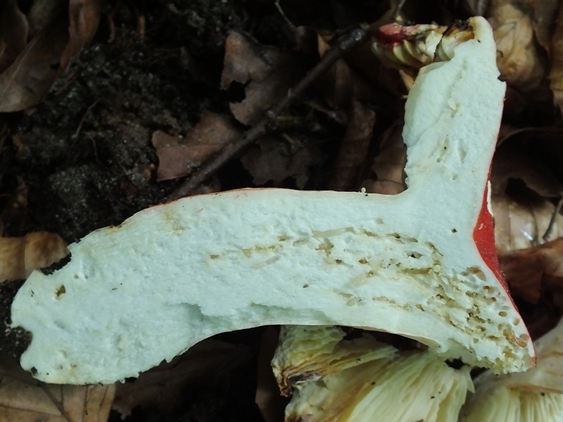 Russula 10-5