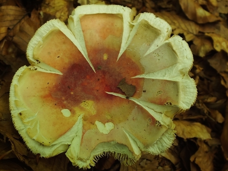 Russula22-3