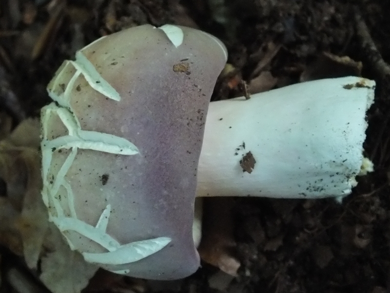 Russula30-3