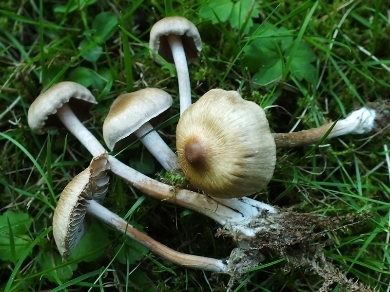 Inocybe_Wirty_5