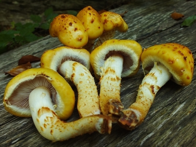 Pholiota4