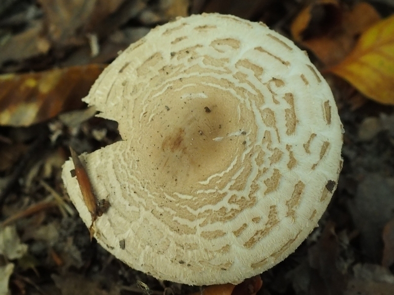 Macrolepiota7