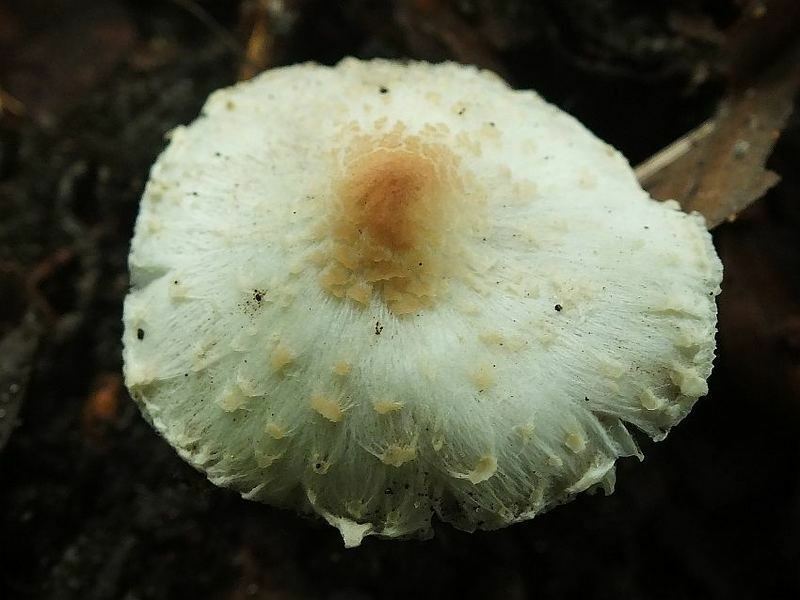 Lepiota