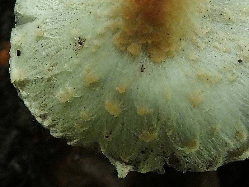 Lepiota2