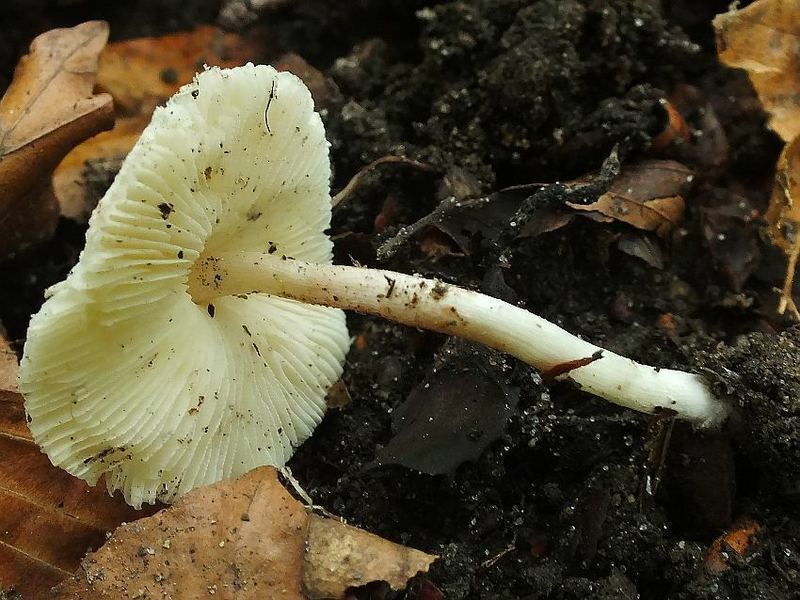 Lepiota3