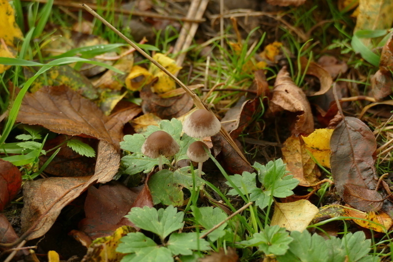 Psathyrella sp.