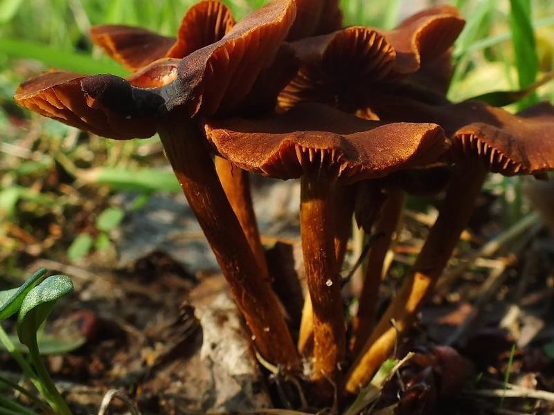 Cortinarius3