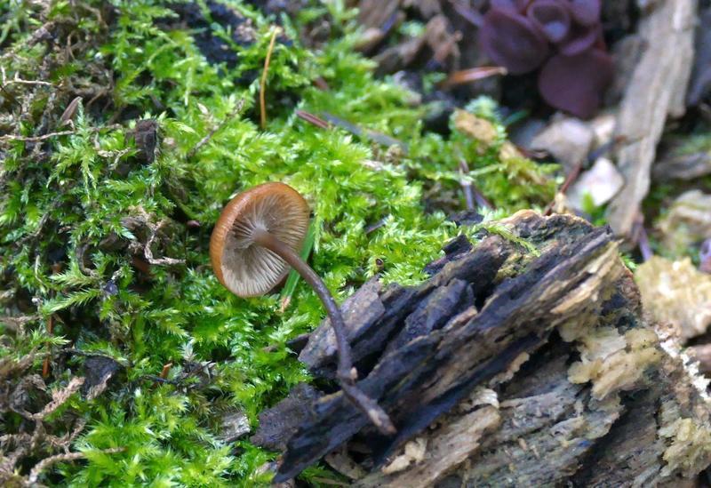 omphalina sp.?