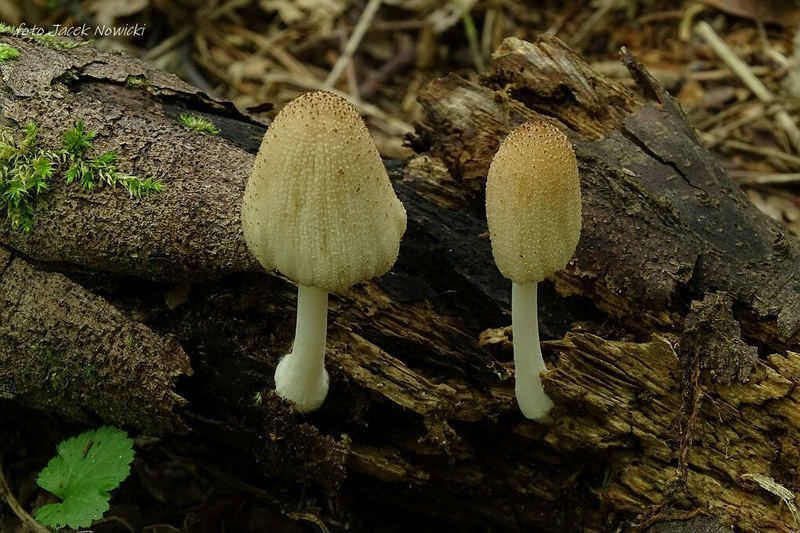 Coprinus 1