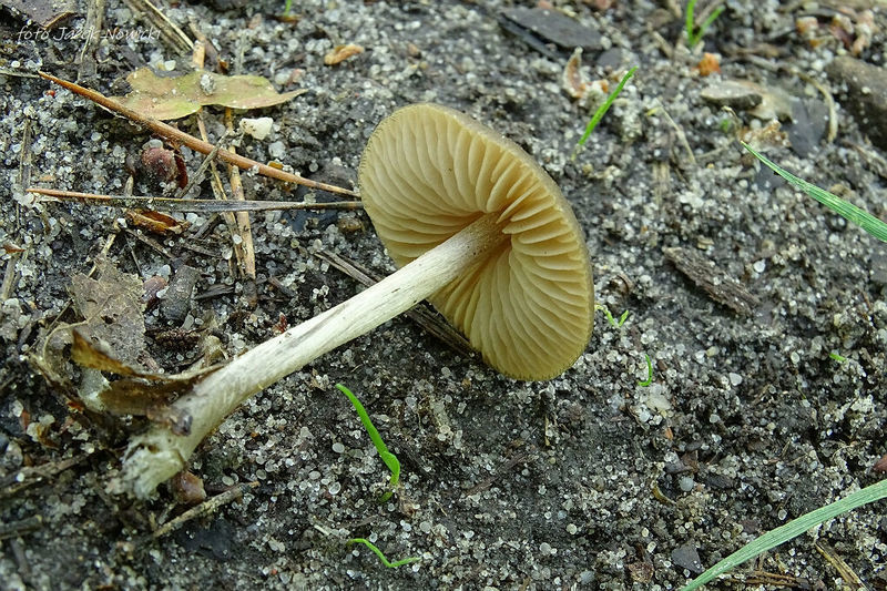 Entoloma q2