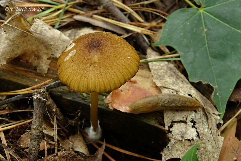 Entoloma stm2 2