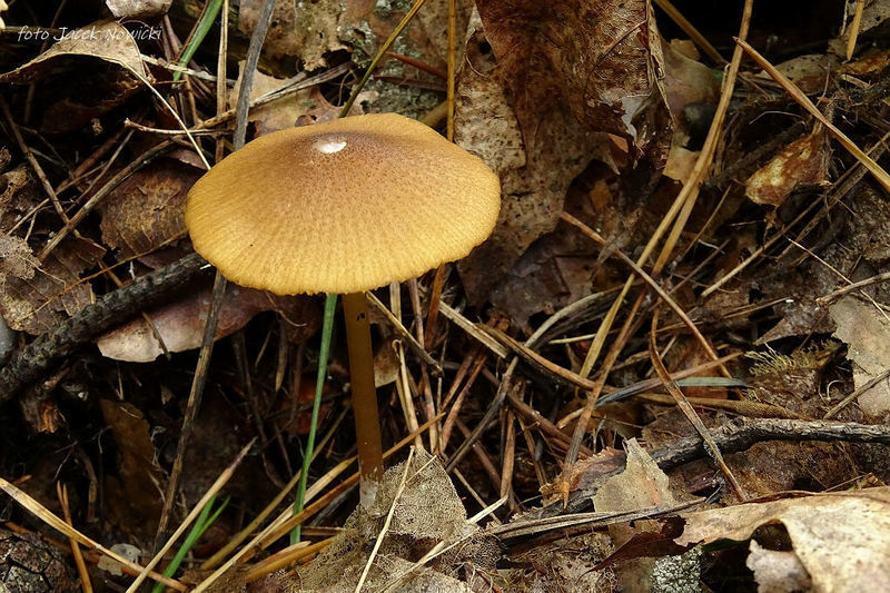 Entoloma stm2 3