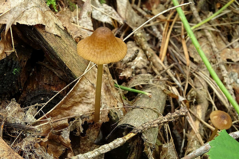 Entoloma stm2 5