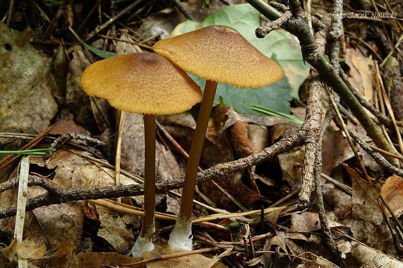 Entoloma stm2 7