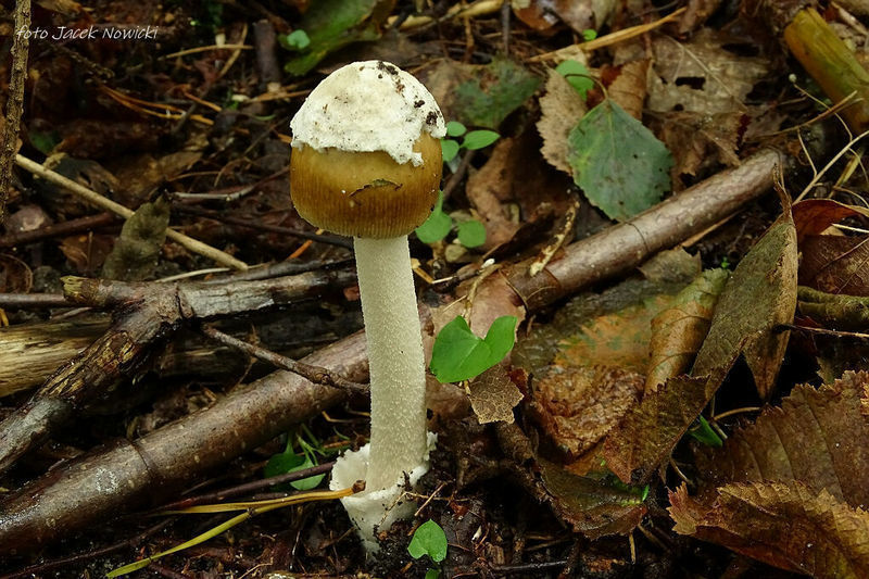 Amanita oliv1