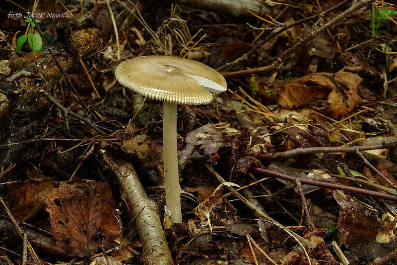 Amanita oliv2