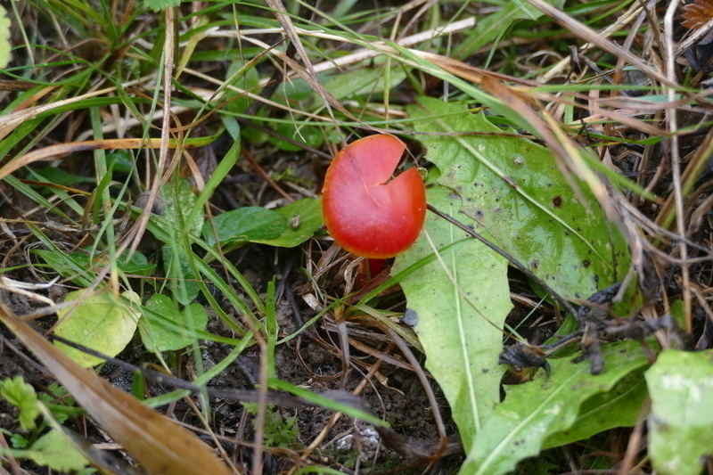 Hygrocybe coccinea?