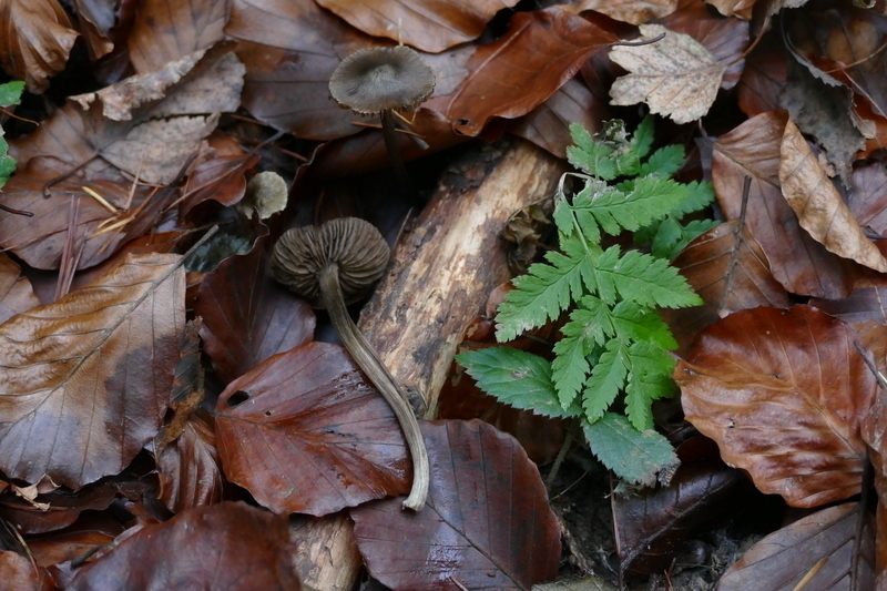 Inocybe?