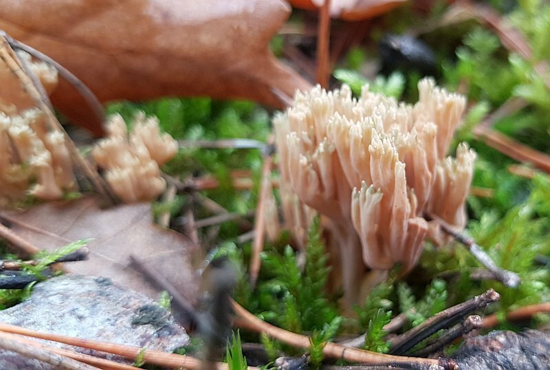 ramaria3