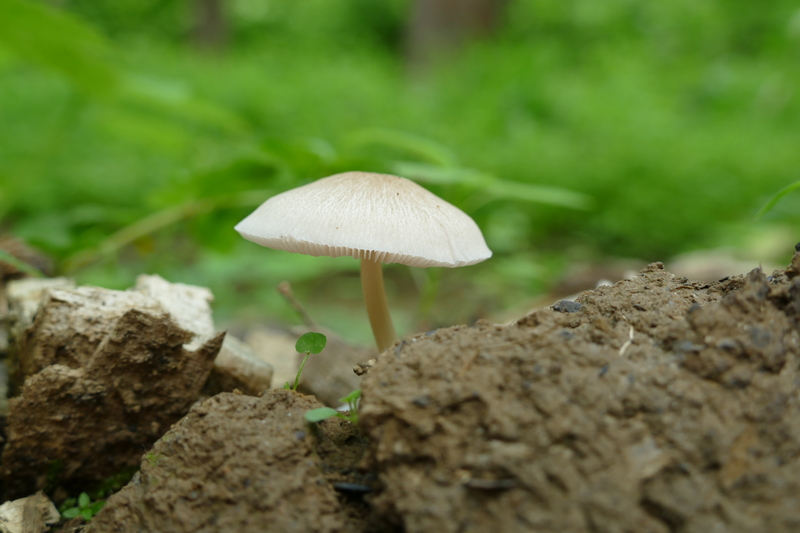 Pluteus plautus?