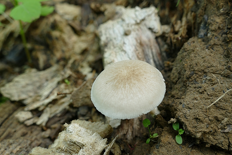 Pluteus plautus?