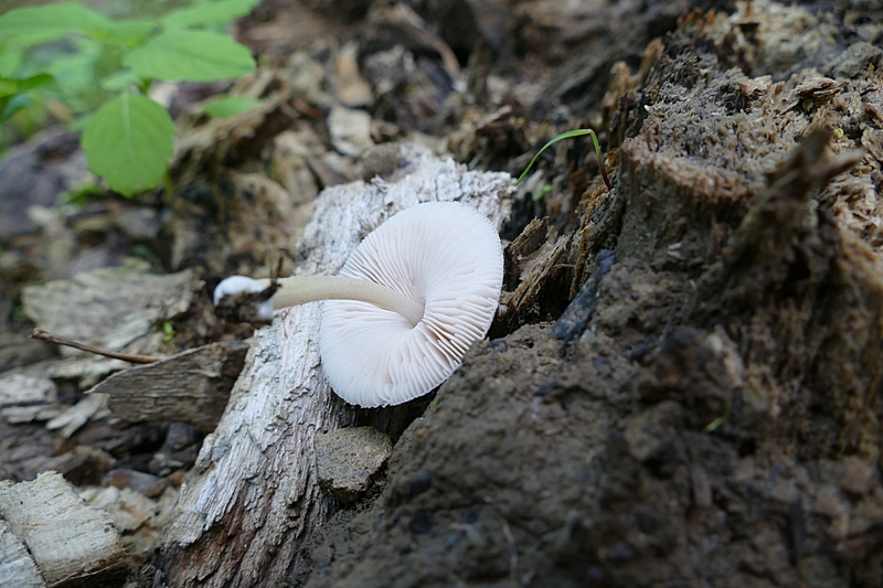 Pluteus plautus?