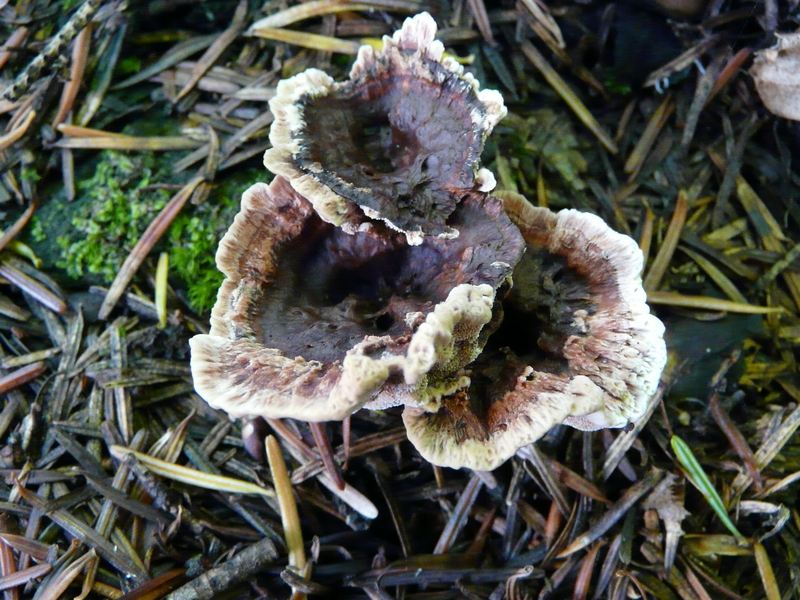 Hydnellum sp.