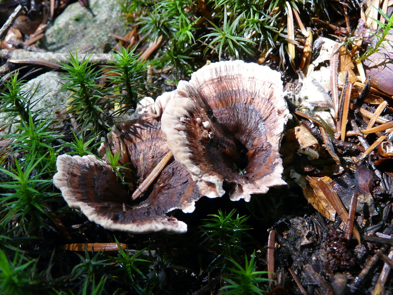 Hydnellum sp.