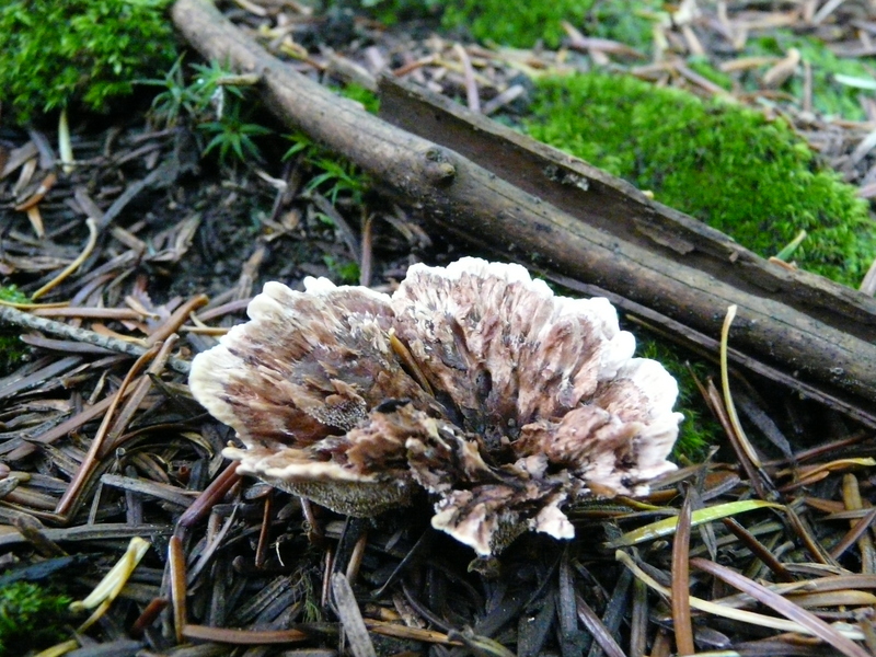 Hydnellum sp.