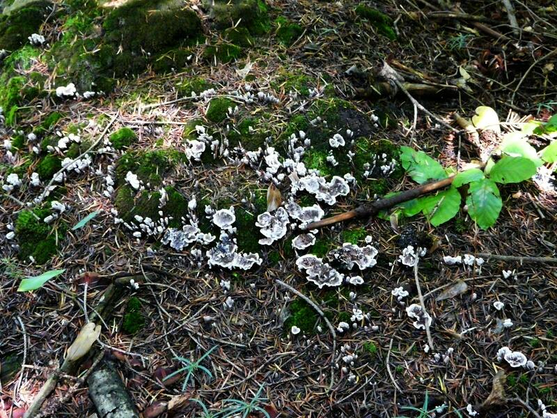 Phellodon sp.