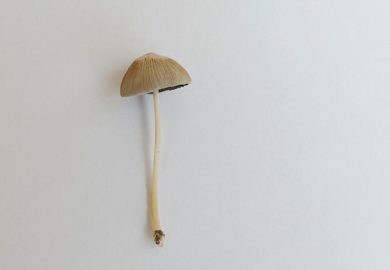 Coprinus sp.