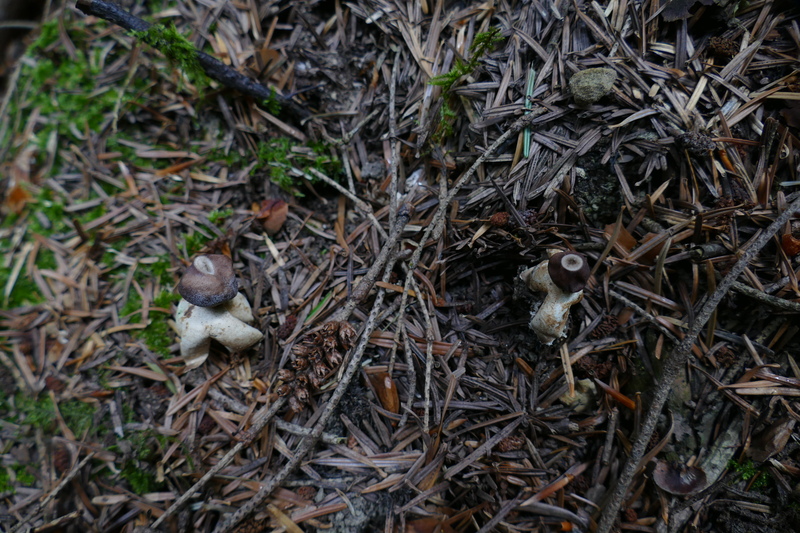 Geastrum quadrifidum